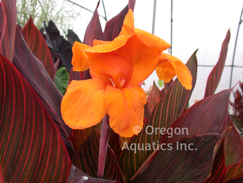 Canna African Sunset gallon | Shallow Water Plants-Potted