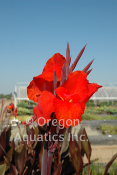 Canna Australia gallon | Shallow Water Plants-Potted