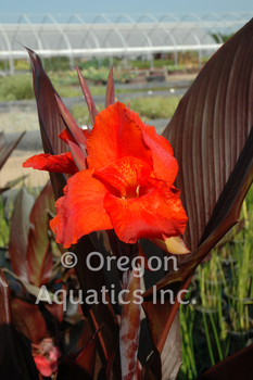 Canna Australia Compact | Shallow Water Plants-Potted