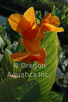 Canna Bengal Tiger (Pretoria) gallon | Shallow Water Plants-Potted