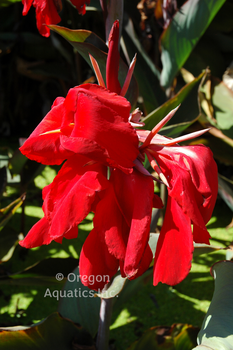 Canna Black Knight gallon | Shallow Water Plants-Potted