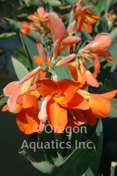 Canna Chiquita Punch gallon | Shallow Water Plants-Potted