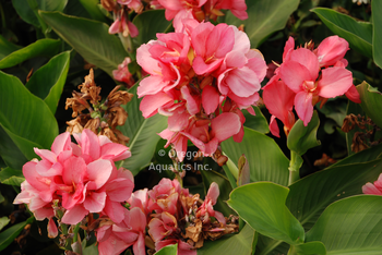 Canna 'Compact Pink' bare root | Shallow Water Plants-Bare Root