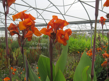 Canna Emerald Sunset gallon | Shallow Water Plants-Potted