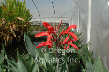 Canna Longwood Endeavor (red) gal pot | Shallow Water Plants-Potted