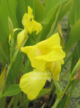 Canna flaccidaFlorida canna gal pot | Shallow Water Plants-Potted