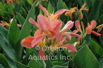 Canna 'Freckle Face' bare root | Shallow Water Plants-Bare Root