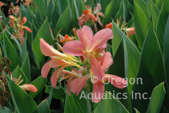 Canna Freckle Face gal pot | Shallow Water Plants-Potted