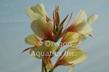 Canna glauca Davia gal pot | Shallow Water Plants-Potted