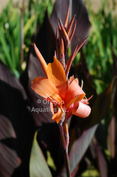 Canna 'Intrigue' bare root | Shallow Water Plants-Bare Root