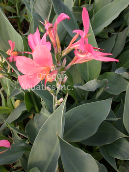 Erebus (Pink) - Canna Longwood bare root | Shallow Water Plants-Bare Root