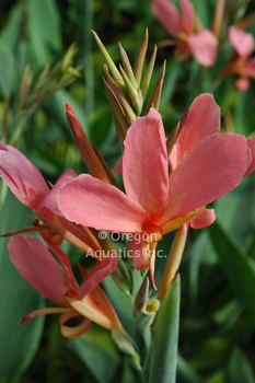 Canna Erebus (pink Longwood canna) | Shallow Water Plants-Potted