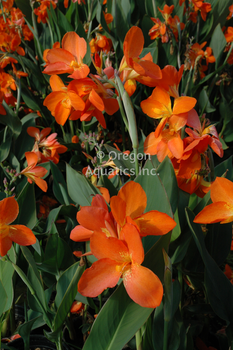 Canna ORANGE PUNCH gallon | Shallow Water Plants-Potted