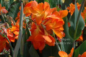 Canna Orange Punch | Shallow Water Plants-Bare Root