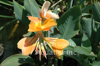 Canna 'Orange Sherbert' -orange | Shallow Water Plants-Potted