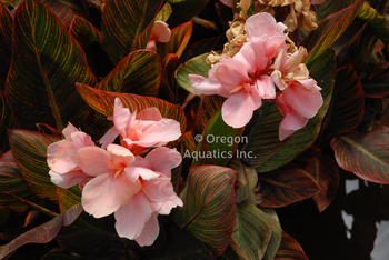 Canna Pink Sunburst gallon | Shallow Water Plants-Potted