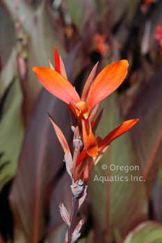 Canna Tony gallon | Shallow Water Plants-Potted