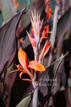 Canna Tony bare root | Shallow Water Plants-Bare Root