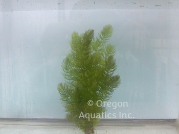 Ceratophyllum demersum (hornwort) Bare Root unbanded | Oxygenators