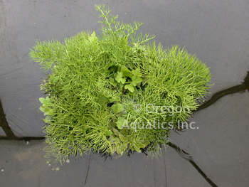 Ceratopteris thalicroides form cornuta (floating fern) Medium | Floaters