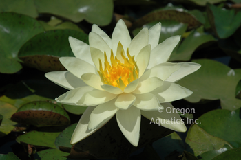 Charlene Strawn - Yellow Hardy Lily | Bare Root