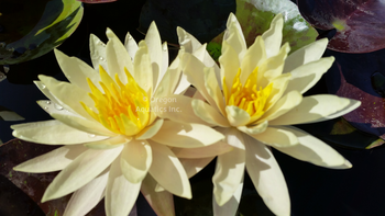 Cliff Tiffany - Yellow Hardy Lily | Potted