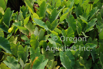 Colocasia esculenta Chicago Harlequin bare root | Shallow Water Plants-Bare Root