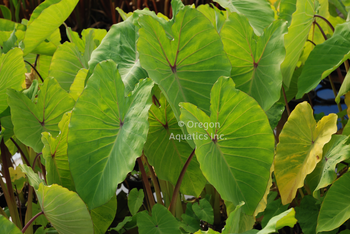 Colocasia esculenta `Elena' (chartreuse yellow taro) gal pot | Shallow Water Plants-Potted