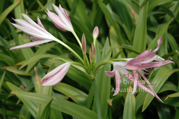 Crinum Hannibals Dwarf (pink flowers) gallon | Shallow Water Plants-Potted