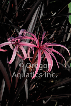 Crinum Menehune (red leaf bog lily) gallon | Shallow Water Plants-Potted
