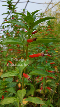 Cuphea ignea (Firecracker/Cigar plant) gal pot | Moisture Loving-Potted