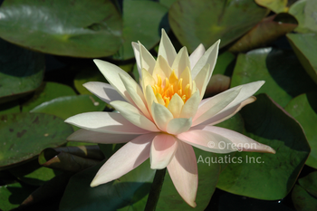 Cynthia Ann -Peach Changeable Hardy Lily | Potted