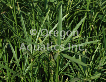 Cyperus alternifolius (umbrella palm) bare root | Shallow Water Plants-Bare Root