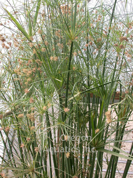 Cyperus giganteus (giant papyrus) gallon | Shallow Water Plants-Potted