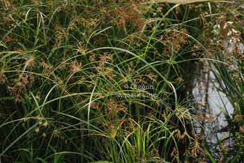 Cyperus longus (umbrella grass) gallon | Shallow Water Plants-Potted