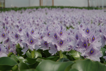 Eichhornia Crassipes  (Water Hyacinth) | Floaters