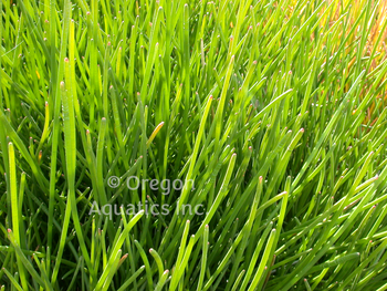 Eleocharis tuberosa (water chestnut) gallon | Lily Like-Potted