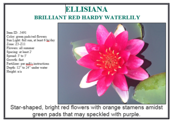 Ellisiana brilliant red hardy...Min.order (3) | Potted