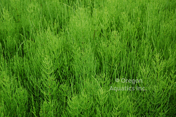 Equisetum Diffusum (gallon) | Shallow Water Plants-Potted