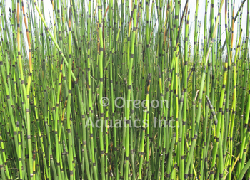 Equisetum hymale horsetail | Shallow Water Plants-Bare Root