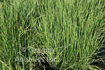 Equisetum scirpoides (dwarf horsetail) gallon | Shallow Water Plants-Potted