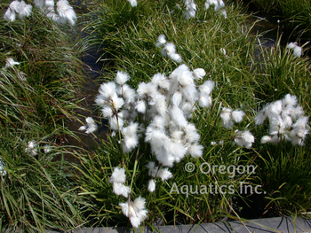Eriophorum angustifolium (cotton grass) bare root | Shallow Water Plants-Bare Root