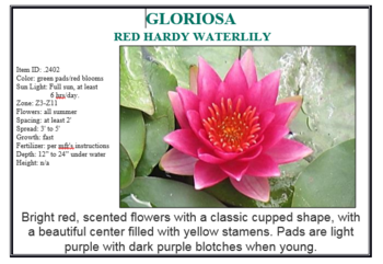 Gloriosa red hardy...Min.order (3) | Potted