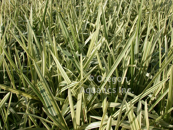 Glyceria maxima aquatica (var. manna grass) gallon ***ILLEGAL IN CALIFORNIA & WA | Shallow Water Plants-Potted