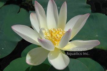 Green Maiden lotus potted | Lotus-Potted