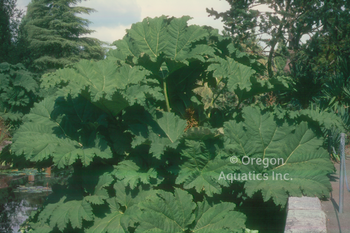 Gunnera manicata gallon | Moisture Loving-Potted