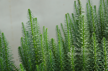Hippuris vulgaris (mares tail) gallon | Shallow Water Plants-Potted