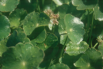 Hydrocotyle bonariensis (giant pennywort) bare root | Shallow Water Plants-Bare Root
