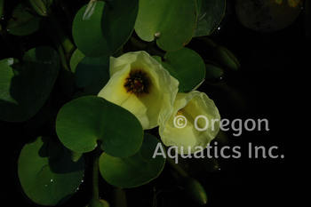 Hydrocleys nymphoides (water poppy) bare root  | Lily Like-Bare Root