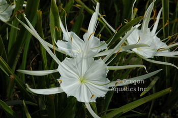 Hymenocallis lirisome (spider lily) bare root | Shallow Water Plants-Bare Root